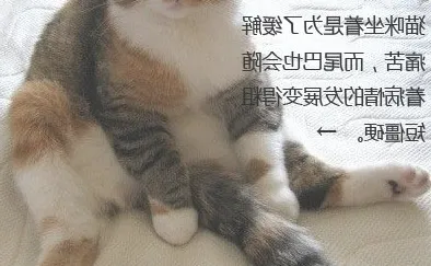 折耳猫尾巴粗短僵硬是遗传病导致的