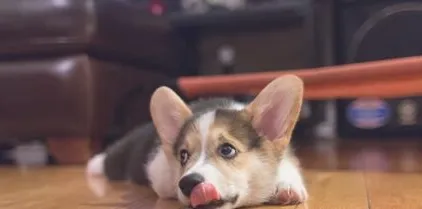 狗狗呕吐怎么治疗 狗狗呕吐怎么办 