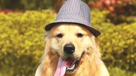 金毛犬啃家里的家具,简直忍无可忍
