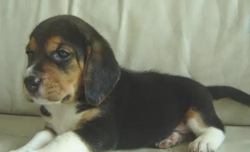 犬眼睑外翻概述