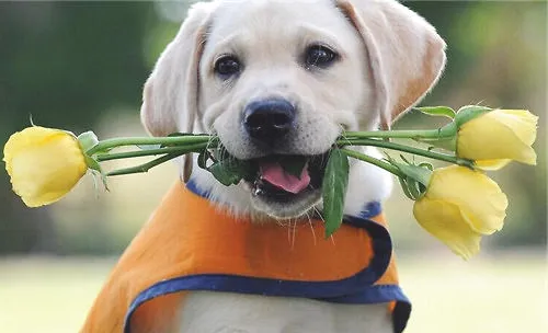 适合单身女性饲养的宠物有哪些