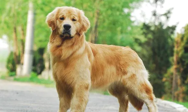 什么是犬的尿路结石？狗狗得了尿结石怎么办