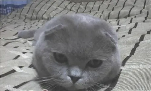 几个因素造成苏格兰折耳猫的耳朵直立