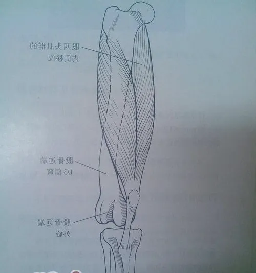 浅谈犬髌骨脱位