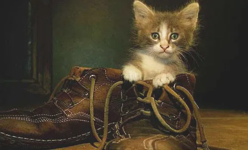 猫咪穿上鞋子就不会走路？