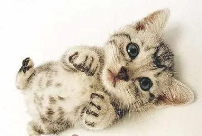 猫咪的胡子有什么作用