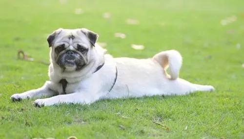 正确认识狂犬病病症