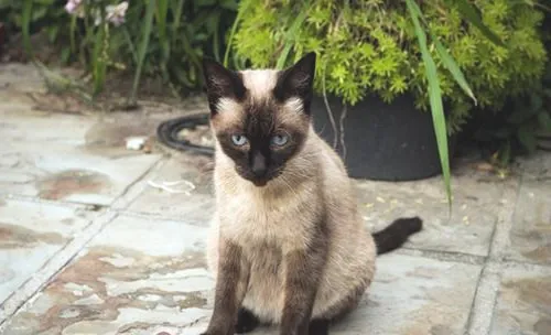 猫咪触觉小知识