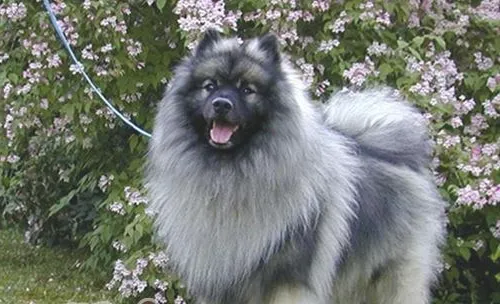 犬瘟热的治疗费用