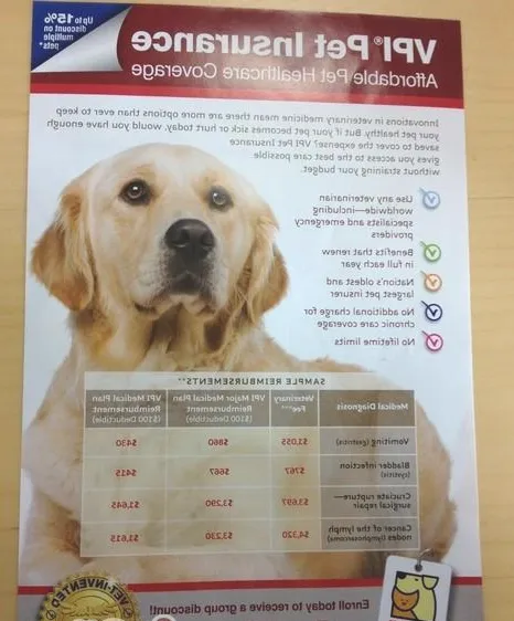 宠物保险正在欧美流行