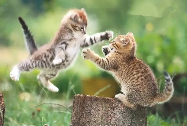 家养宠物猫为啥不喜欢出门