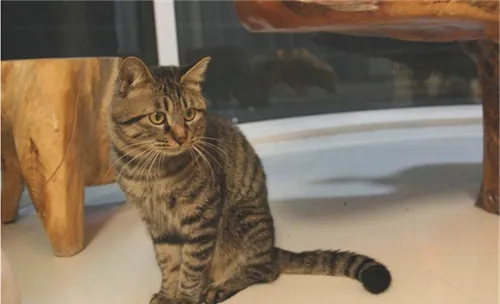 猫咪感觉器官与特殊器官的详细介绍
