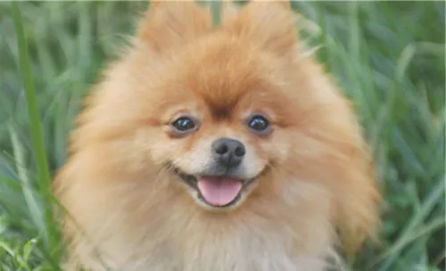 宠物灭蚤药中毒的处理方法