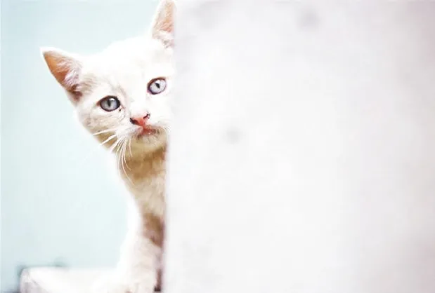猫咪脾气不好怎么办