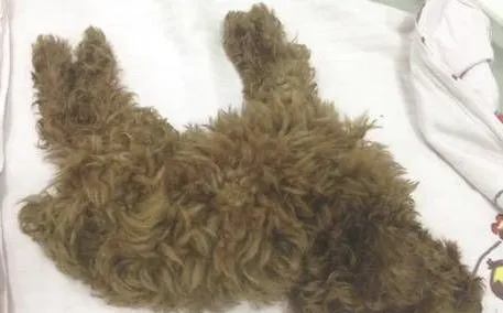 犬鼠药中毒症的症状及治疗