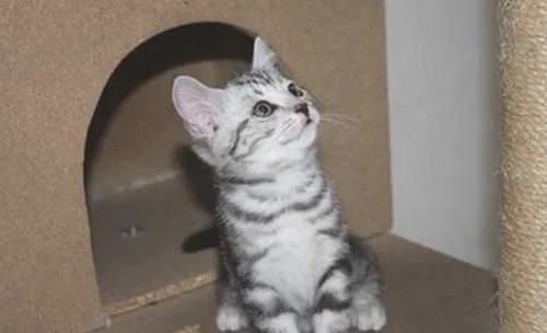 如何判断猫有无下泌尿道疾病