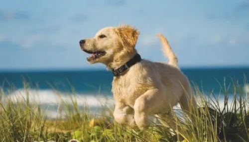 金毛犬假怀孕的危害及防治