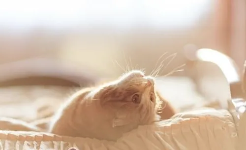 关于猫咪腺囊了解