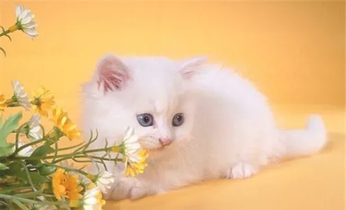 养猫家庭如何引进第二只猫