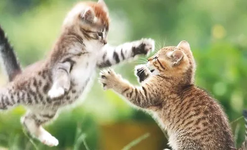 什么样的猫咪喜欢打架