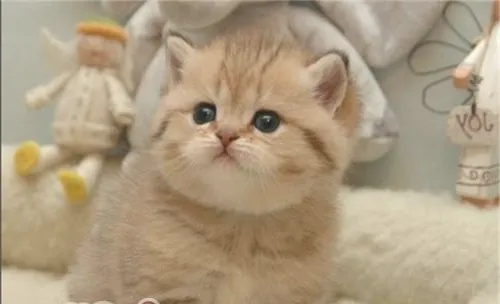 猫咪假孕的原因是什么