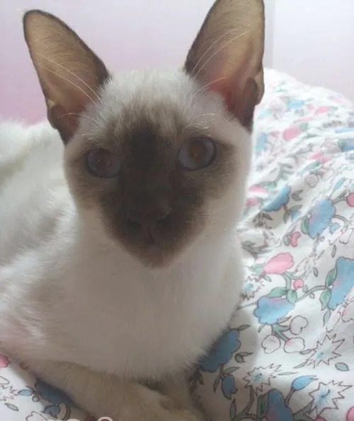 二手烟对猫咪有伤害吗