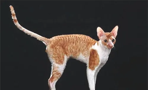短毛猫也会掉毛吗？什么猫不掉毛？