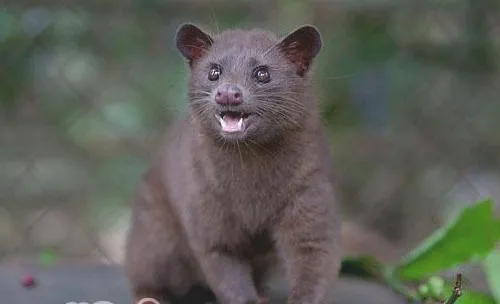 猫屎咖啡真是用猫屎做的吗