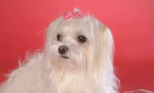 犬心力衰竭的症状有哪些