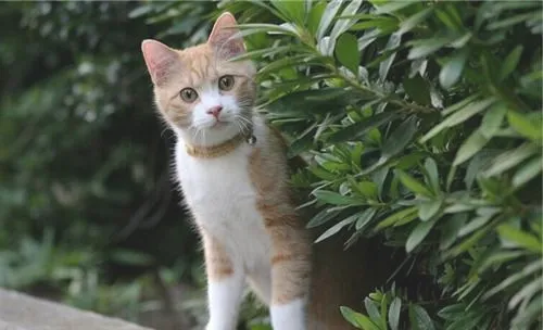 领养流浪猫前需要考虑的问题