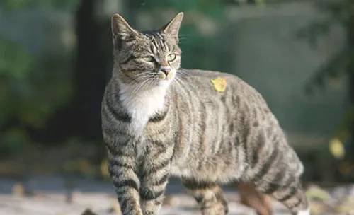 从尿液判断猫咪的身体状况