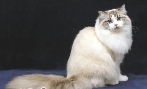 褴褛猫驯养
