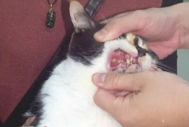 猫病毒性鼻气管炎的症状及防治措施