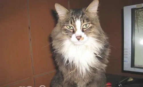 猫咪翻脸前有哪些征兆