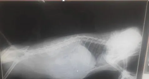 一例猫咪黄疸的疾病诊疗体会