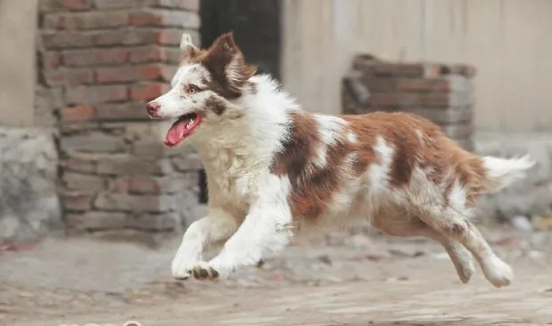 宠物犬繁殖中陨石基因和白色基因在遗传方面的资料