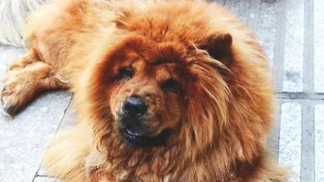 狗狗不听话怎么办？怎么样让狗狗服从指令？