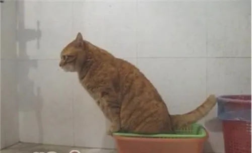 如何训练宠物猫咪使用厕所