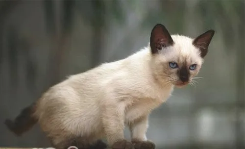 我的猫咪为什么喜欢嚎叫
