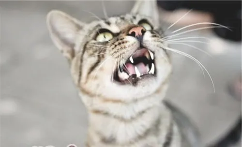 猫所有的叫声都有其含义所在