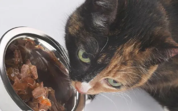 猫咪用具需要经常消毒清洁