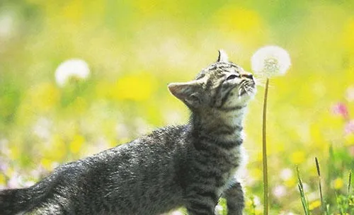 猫咪的除草剂中毒