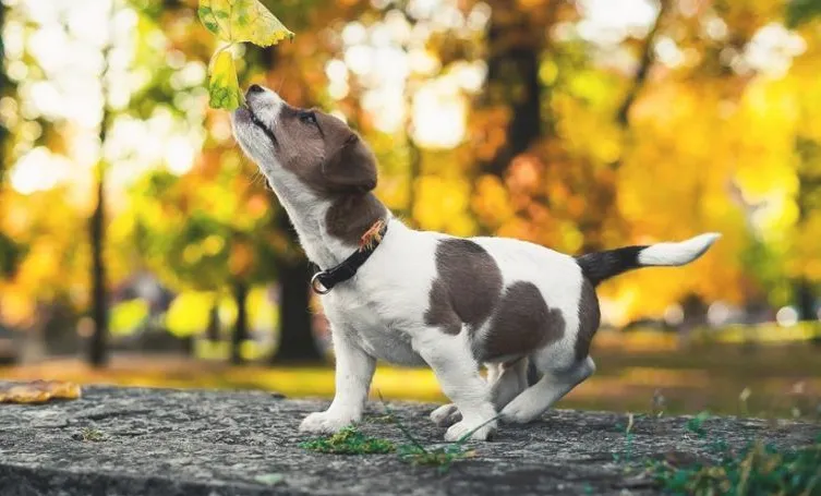 狗狗犬瘟热怎么预防 狗狗犬瘟热症状有哪些