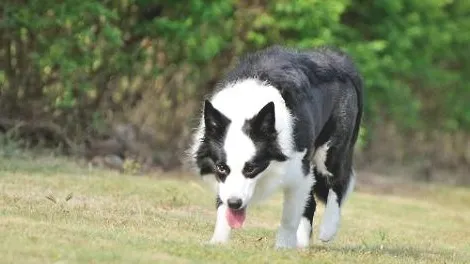 边境牧羊犬多大之后不能再生育了？