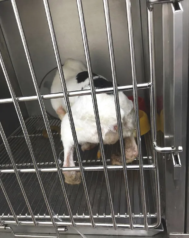 法国斗牛犬尿道结石的手术治疗