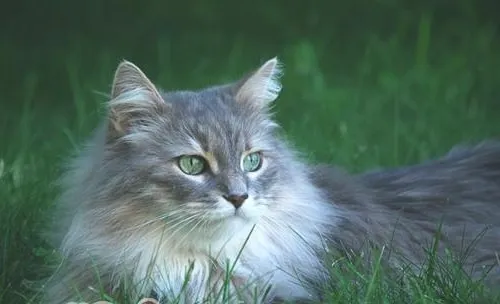 别让猫咪做素食主义者