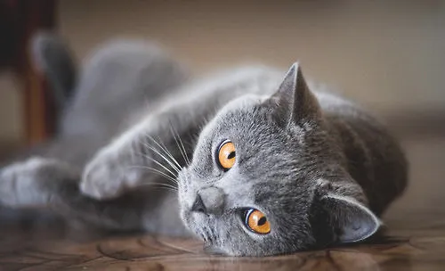 了解猫咪的急救小知识