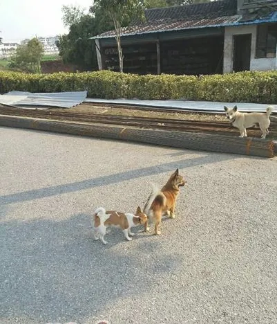 不是狗狗没学好，而是训练没技巧