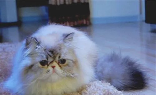 给喜马拉雅猫选择沐浴香波