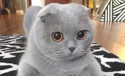 猫咪脱臼有哪些相应症状